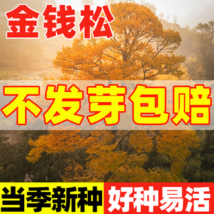 金钱松种子四季长绿树种籽日本落叶松种子黄花松庭院景观绿化种苗