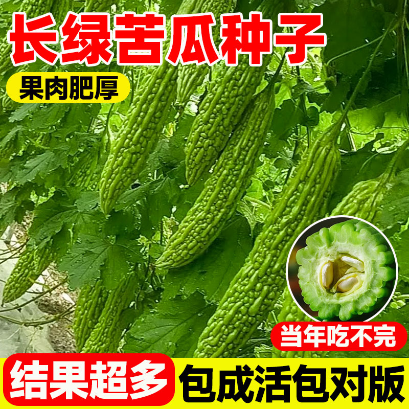 长绿苦瓜种子四季播种室内外庭院阳台盆栽翠玉苹果苦瓜种籽孑蔬菜
