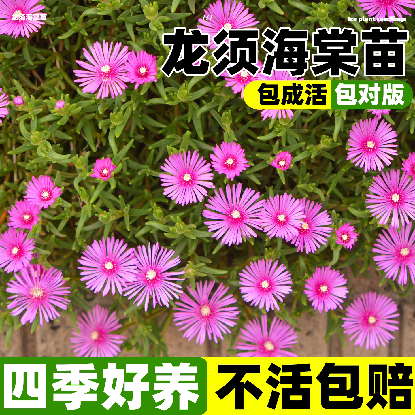 龙须海棠花盆栽四季种植多肉植物花卉开花肉肉办公室内阳台好养