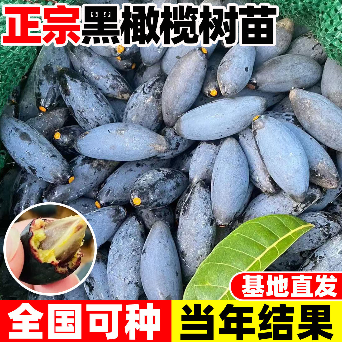 橄榄树树苗正宗青榄黑榄乌榄嫁接果树苗南方北方种盆栽地栽甜橄榄