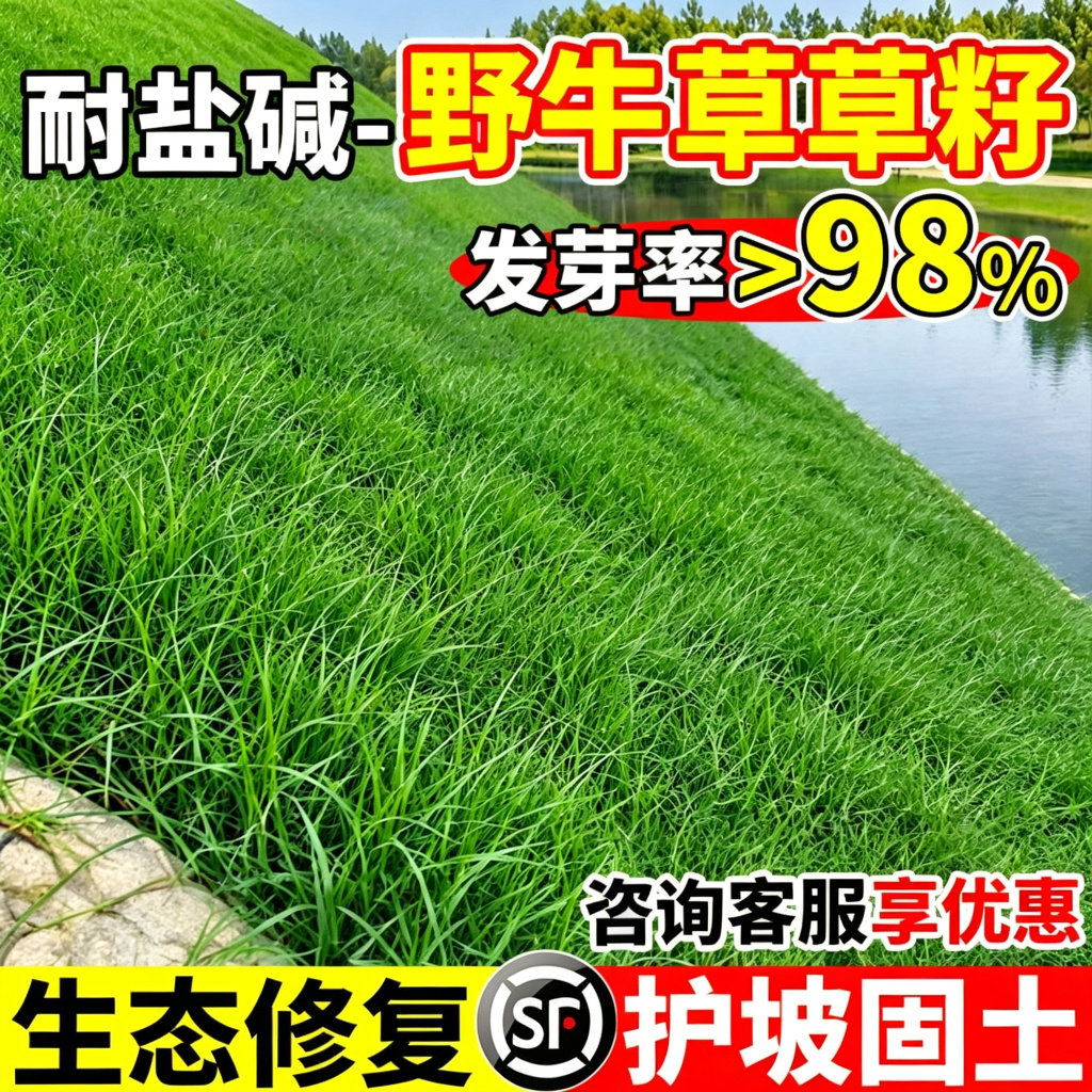 野牛草草籽耐盐碱耐贫瘠护坡公