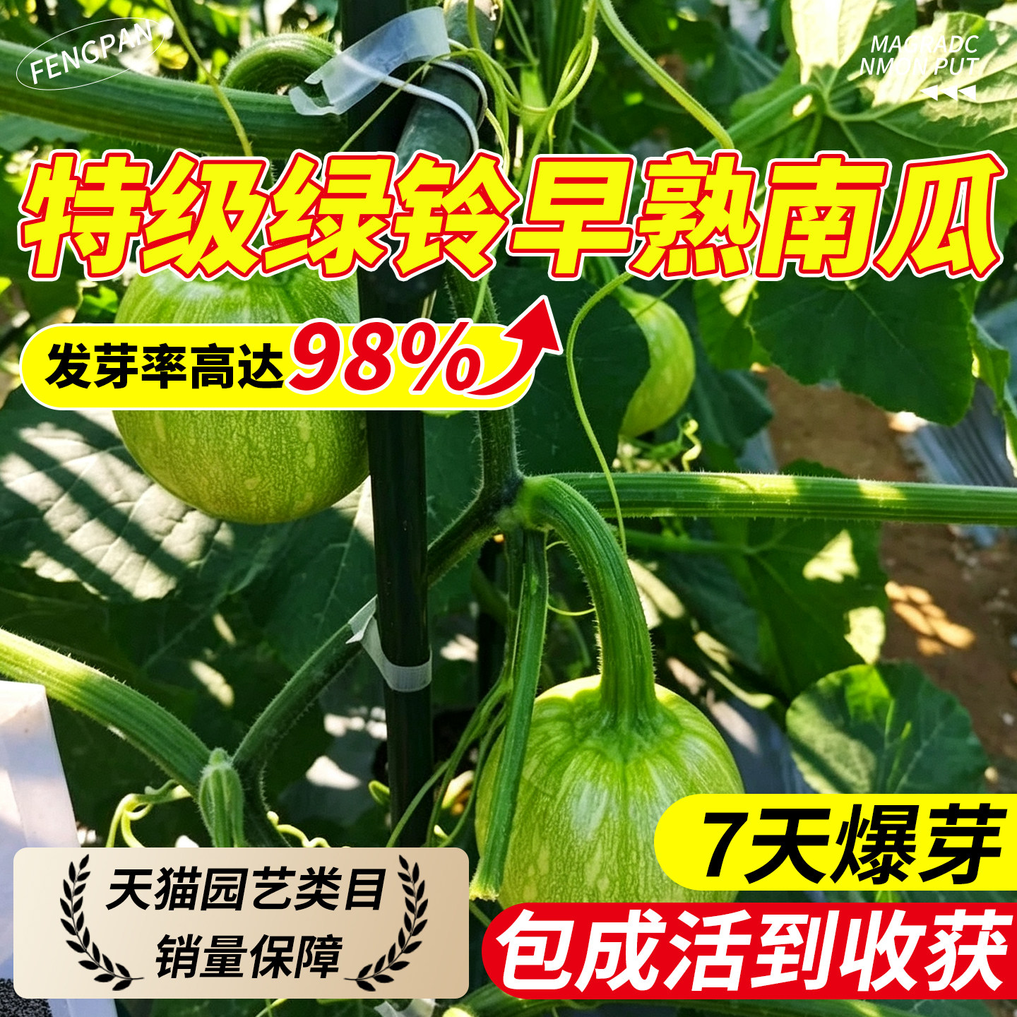 绿铃早熟南瓜种子迷你花皮嫩南瓜西葫芦种籽甜糯四季高产蔬菜种孑