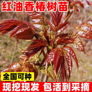 食用香椿树苖绿油香椿苗红油香椿苗当年可采摘南北方种植盆栽地栽