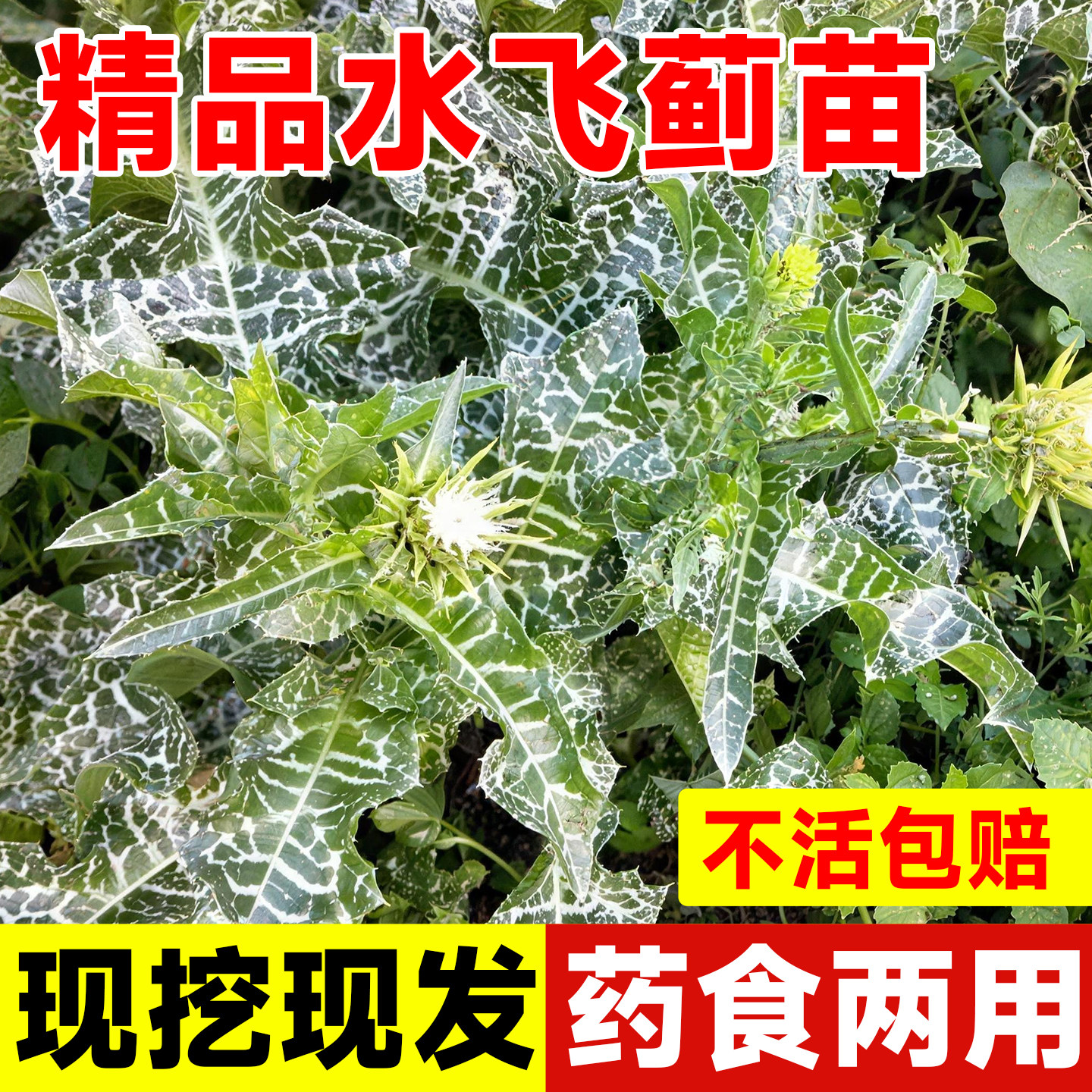 水飞蓟苗宾奶蓟草大蓟四季种植续断菊庭院阳台中药材易活庭院盆栽
