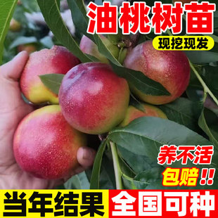 正宗桃树果苗冬桃油桃水蜜桃树苗南北方盆栽地栽庭院四季种植带土