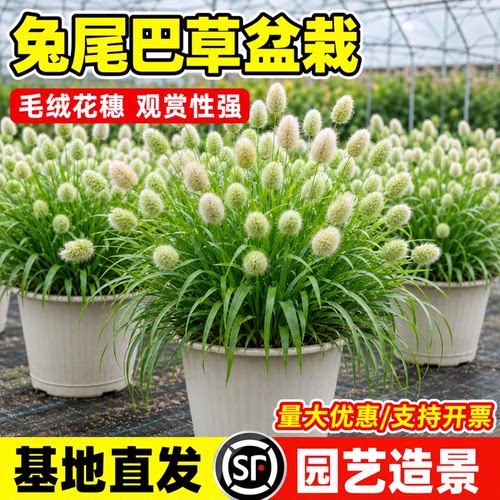 兔尾草盆栽庭院室内外狐狸尾耐寒