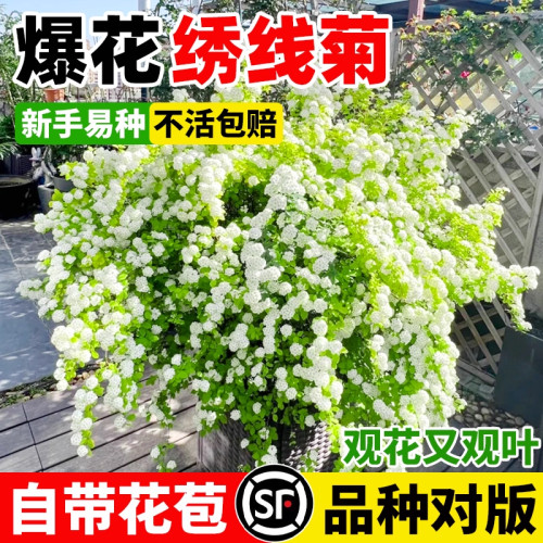 绣线菊盆栽黄金喷泉重瓣金叶小手