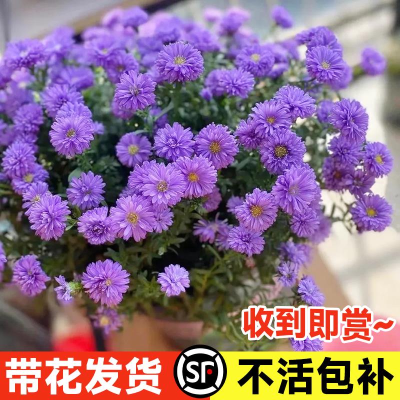 翠菊花苗盆栽带花室内阳台植物花