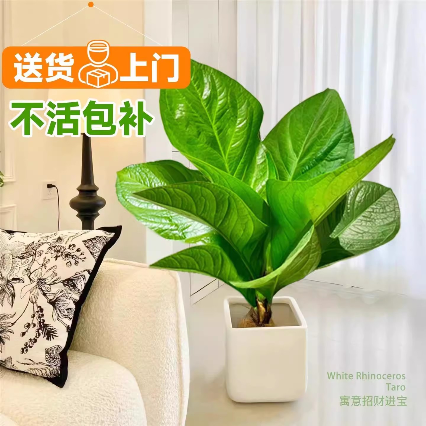 聚宝盆沙发旁边的绿植发财树客厅