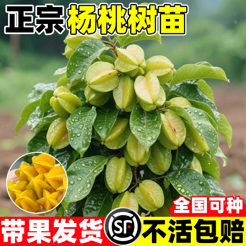 正宗嫁接马来西亚杨桃树苗台湾四