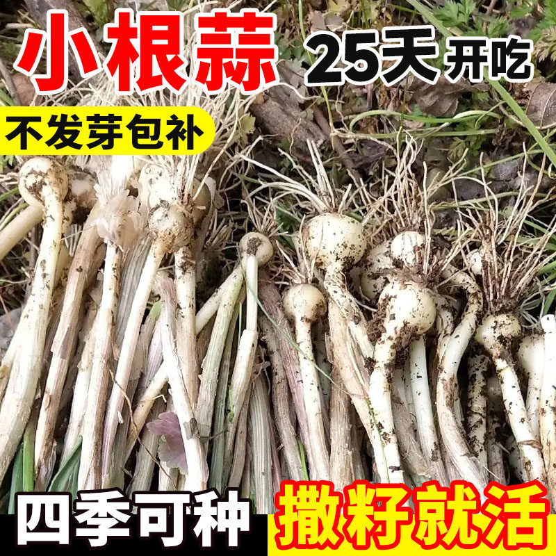 小根蒜野葱种子四季播高产野生薤白耐热庭院易活蔬菜种子阳台盆栽