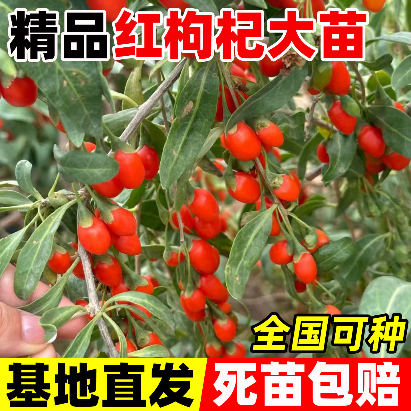 枸杞树苗老桩红黑阳台盆栽图片
