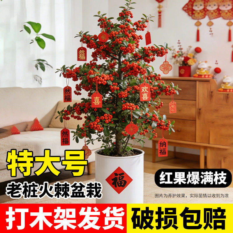 火棘树苗带红果真花盆栽老