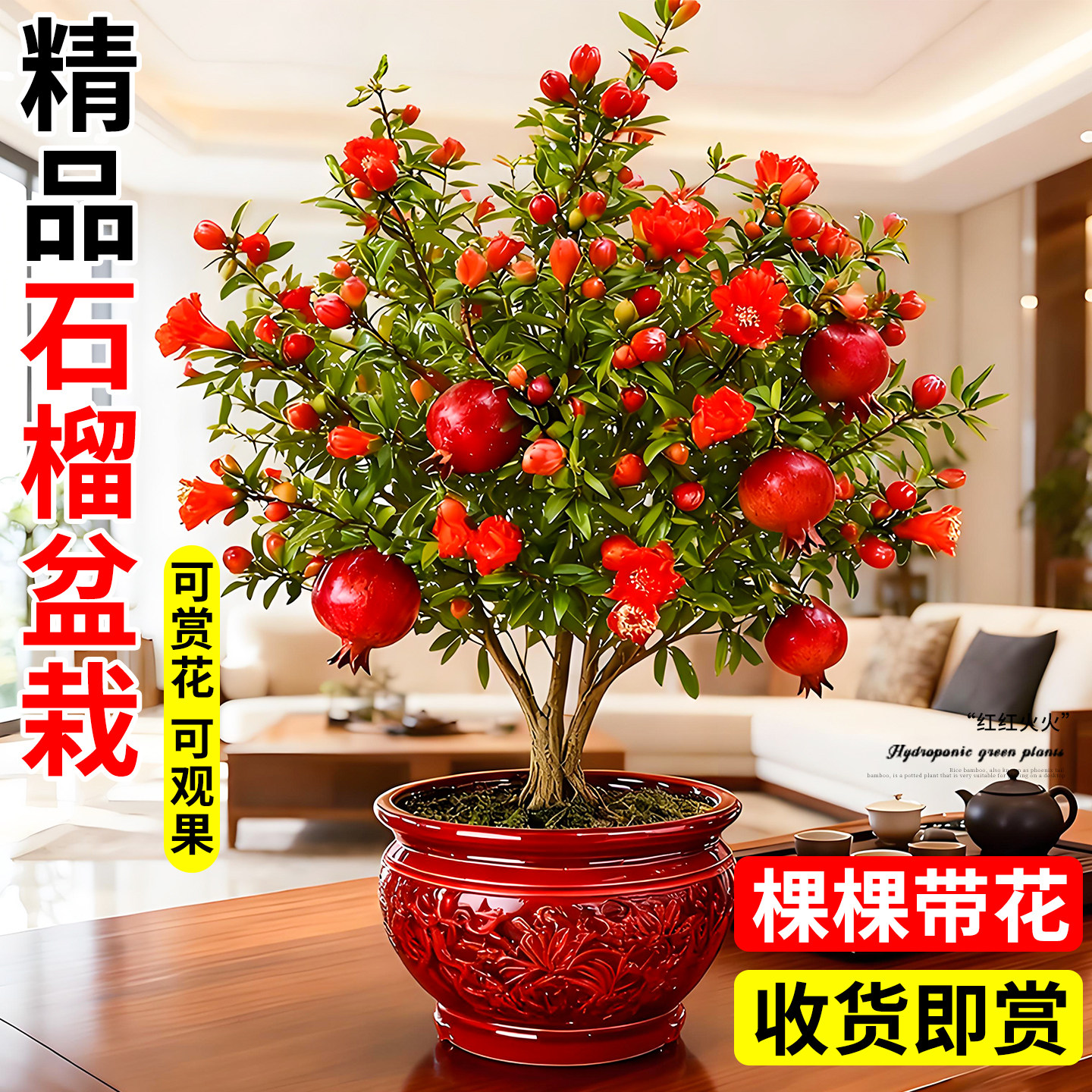 石榴花盆栽树苗带花小石榴花树室内花卉四季绿植阳台植物果树盆景