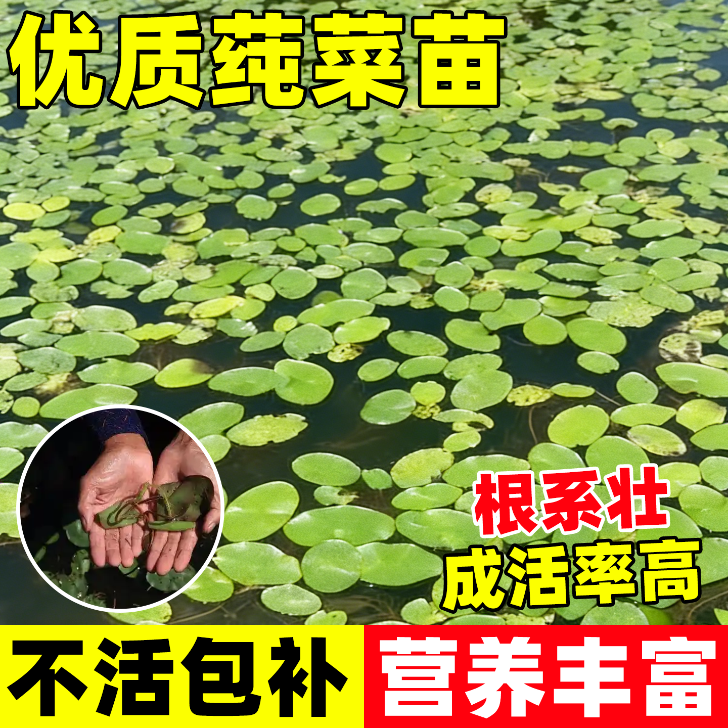 莼菜苗水生植物莼菜种苗莼菜种子苗木根茎马蹄菜水生菜种子盆栽