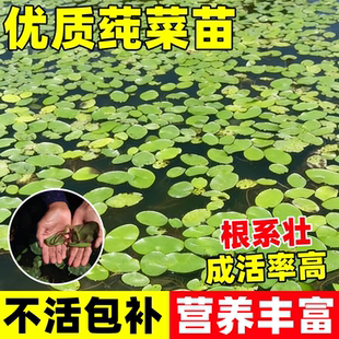莼菜苗水生植物莼菜种苗莼菜种子苗木根茎马蹄菜水生菜种子盆栽