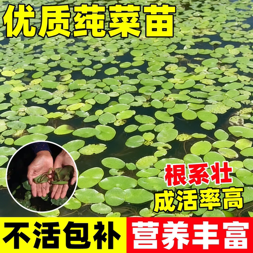 莼菜苗水生植物莼菜种苗莼