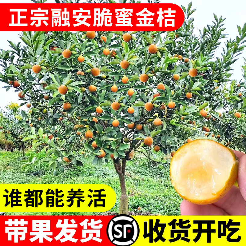 融安脆蜜金桔树树苗四季广西脆皮