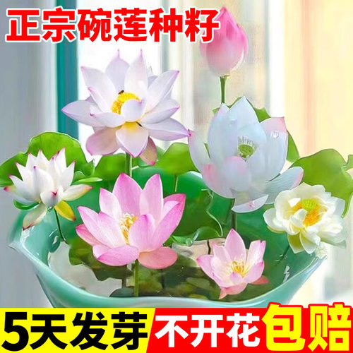 水培碗莲种籽四季缸内养殖