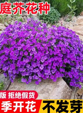 南庭芥种子耐寒花卉矮生花种子