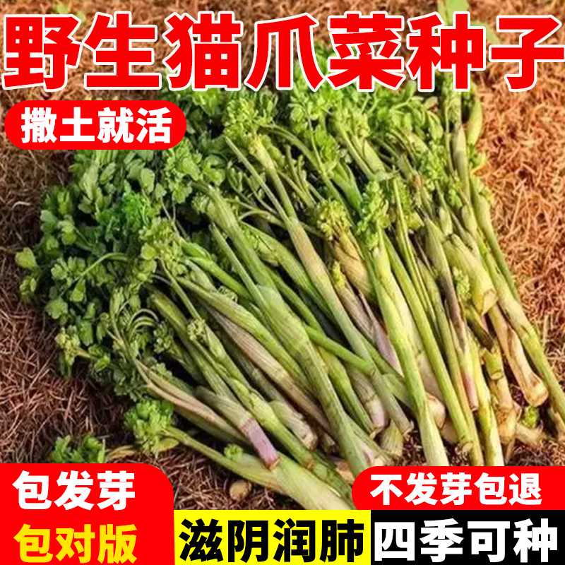 山野菜猫爪子菜籽种子春季庭院种