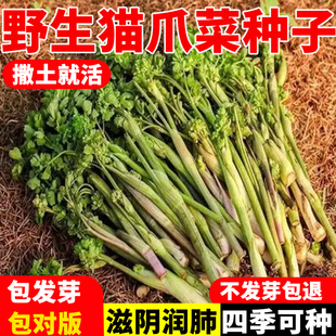 山野菜猫爪子菜籽种子春季庭院种植东北唐松菜蕨菜猫爪野菜菜种子