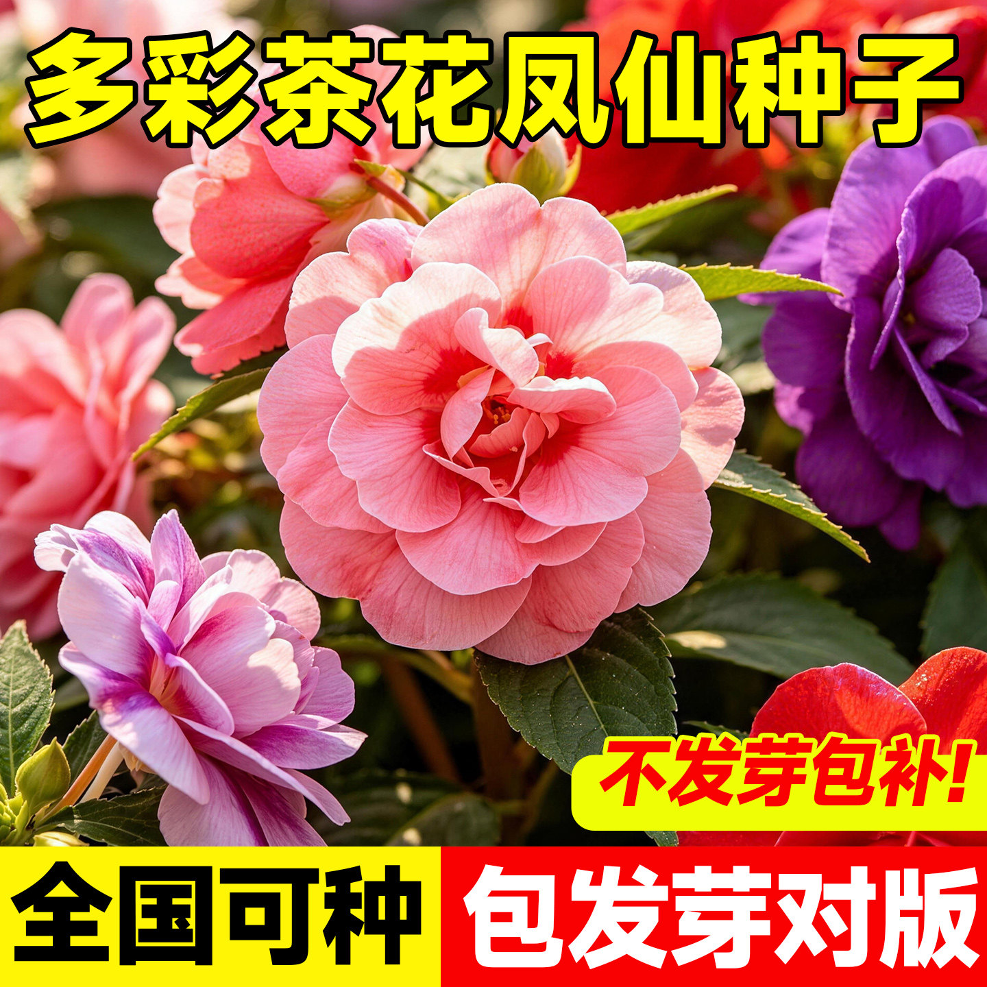 精品多彩茶花凤仙种子混色重瓣大花阳台庭院均可播种观赏花卉种籽