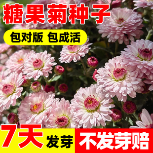 糖果翠菊种子四季开花矮翠菊花籽室内外阳台庭院盆栽播种花种籽子