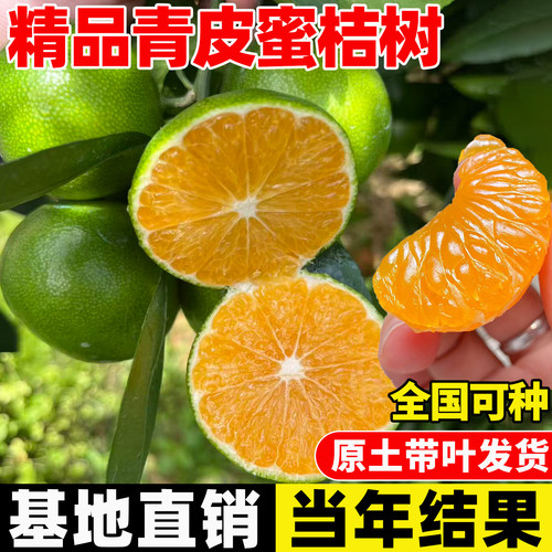 早熟青皮蜜桔耐寒橘子树果树果