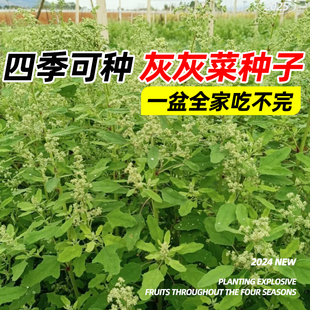 灰灰菜种子老品种野菜四季播蔬菜种籽阳台盆栽庭院养生菜种孑