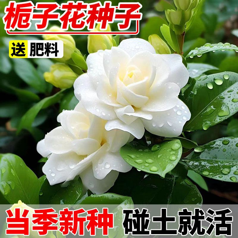 栀子花种易活盆栽植物花卉种孑室内室外花籽四季播种开花花种子籽