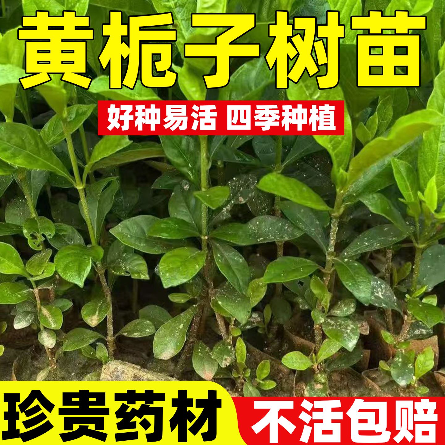 黄栀子树苗植物树苗中药材包活