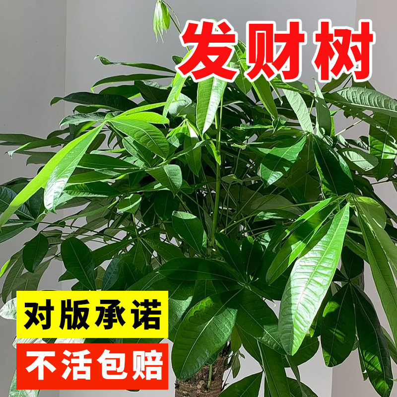 发财树种子新采树种孑金钱树种籽四季易种活庭院阳台盆栽花卉种籽