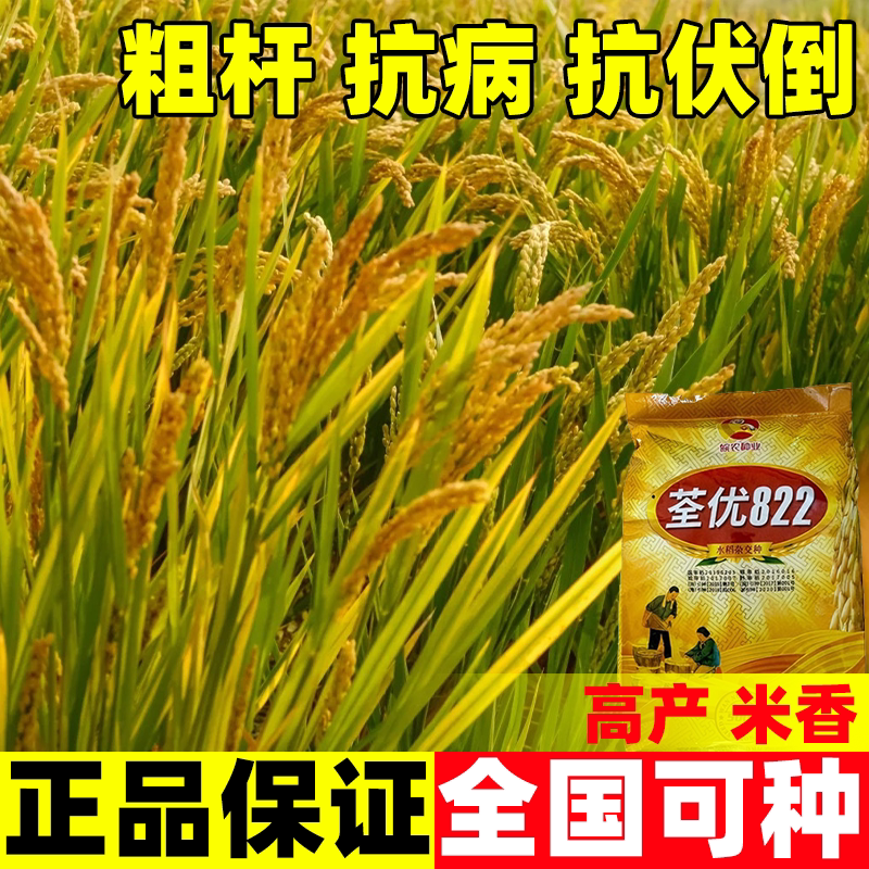 荃优822水稻种籽高产好吃水稻直播旱稻种子香米谷圆粒长粒珍珠米