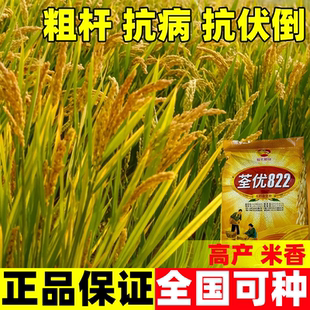 荃优822水稻种籽高产好吃水稻直播旱稻种子香米谷圆粒长粒珍珠米