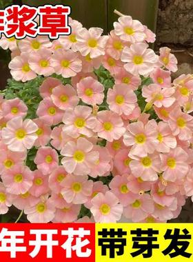 紫叶酢浆草种球炸浆草种籽紫色关节浆草种子耐寒旱四季开花卉盆栽