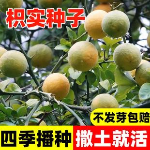 枳实种子铁篱寨臭橘枸橘李橘红四季臭杞枸棘子钢橘子臭刺积壳种籽