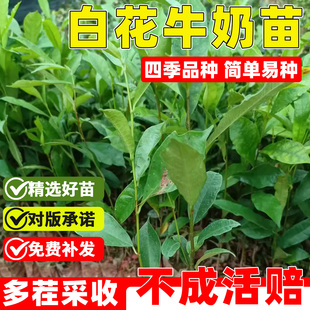 白花牛奶根树苗煲汤猪脚饭香料全缘琴叶榕五指毛桃苗会昌牛奶子根