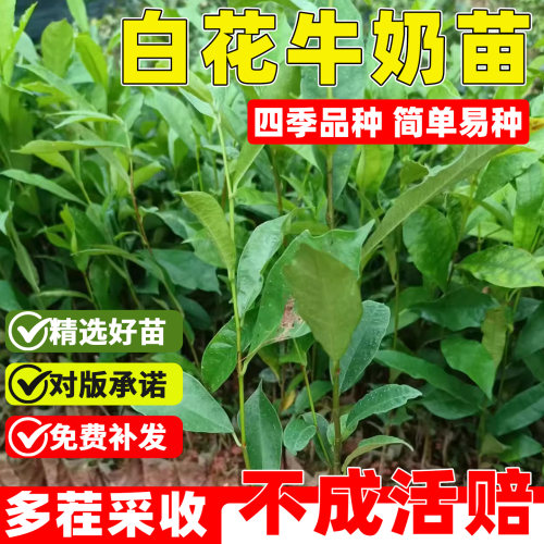 白花牛奶根树苗煲汤猪脚饭香料
