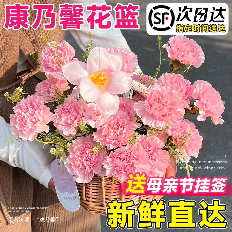 康乃馨鲜花盆栽多头重瓣花卉带花