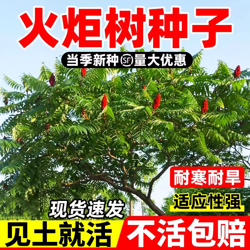 火炬种子加拿大盐肤木又