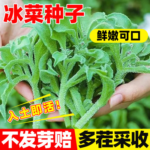 水晶冰菜种籽子冰草种孑阳台盆栽