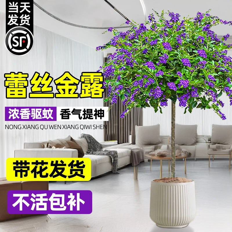 蕾丝紫金露花巧克力盆栽假连翘阳台绿植花卉植物室内花四季开耐寒
