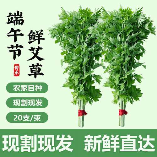 新鲜艾草端午节现摘野生悬挂艾泡
