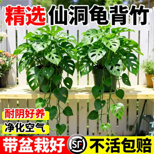 仙洞龟背竹盆栽室内办公桌耐阴四季好养易活净化空气长藤垂吊绿植