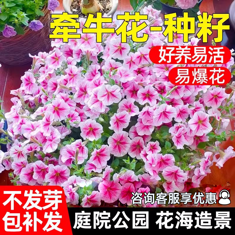 牵牛花四季开花爬藤种子图片