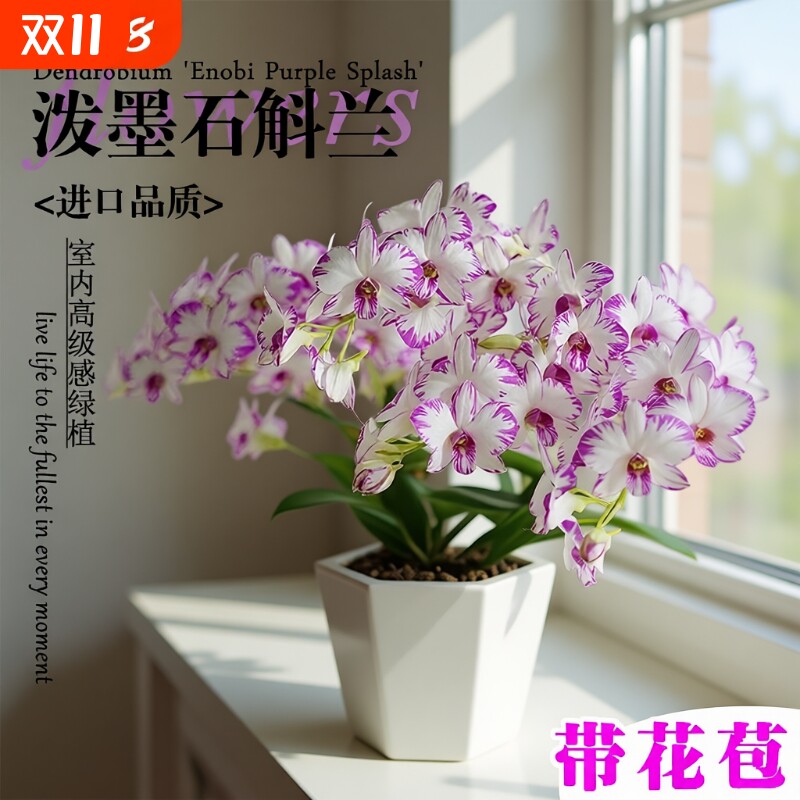名贵白泼墨带花苞秋石斛兰花苗室图片