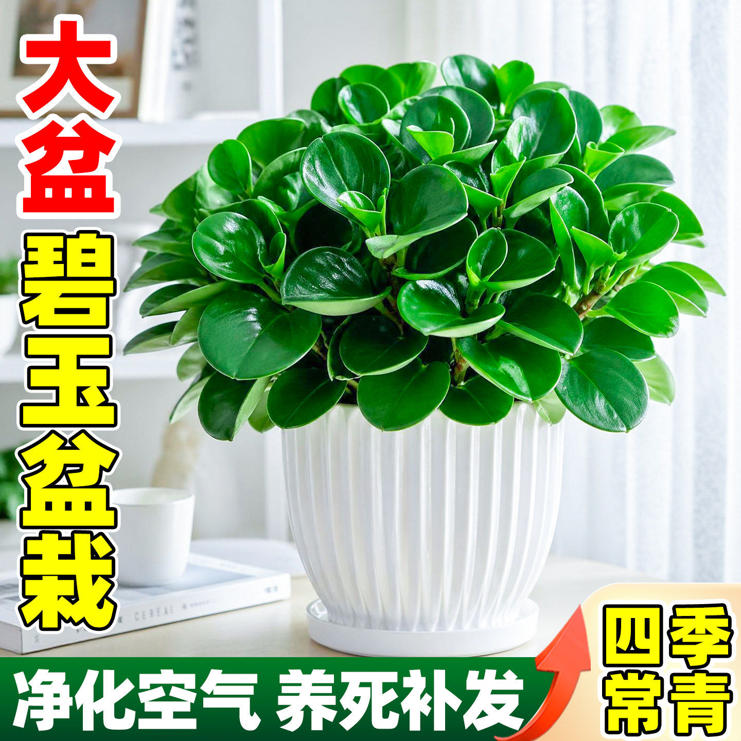 碧玉盆栽带花苞四季常青净化空气图片