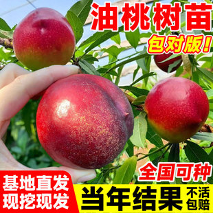 油桃树果苗嫁接新品种桃子南方北方早熟超特大号盆栽种植当年结果