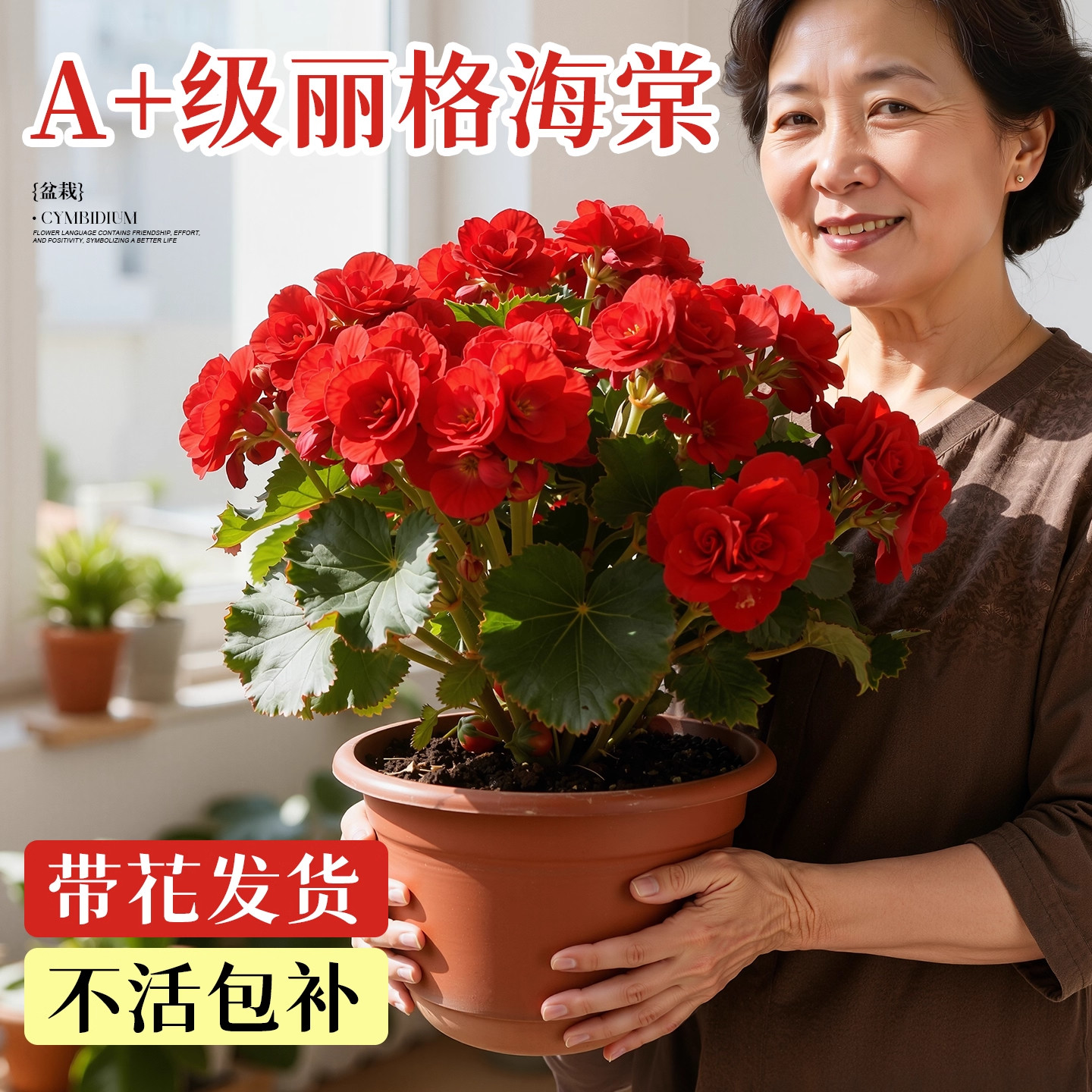 丽格海棠重瓣大花盆栽带花苞花卉图片